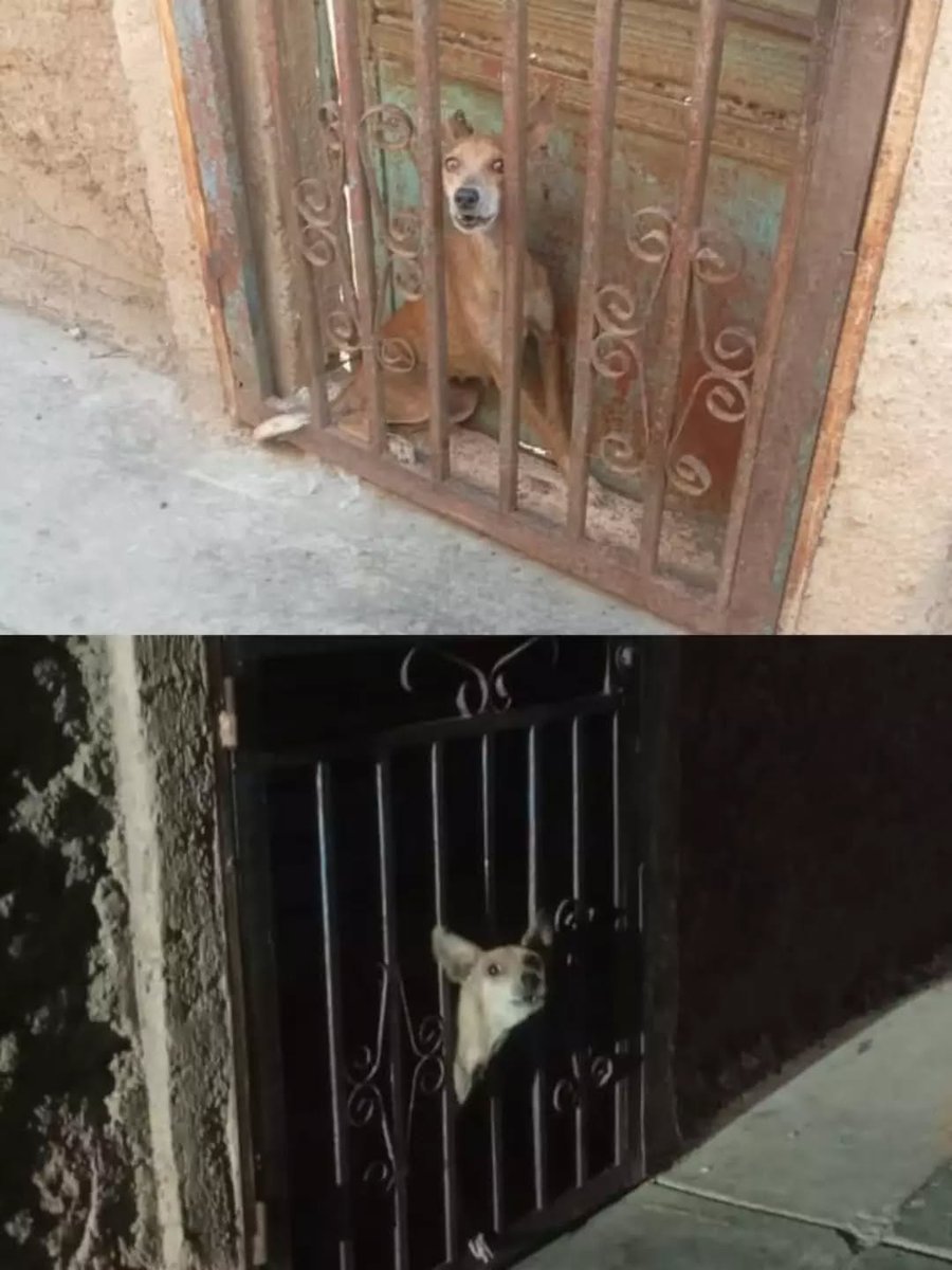 A64029345's tweet photo. CASO DE MALTRATO ANIMAL, URGENTE!!! ISLA DE MARGARITA
 Esta Con heridas en su cuerpo,esto es en el Muni cipio Garcia ,urbanización villa Rosa ,vereda de la fundación del niño,sector f
— en Municipio García.  SOS SOS https://t.co/7zZ6cAyJws