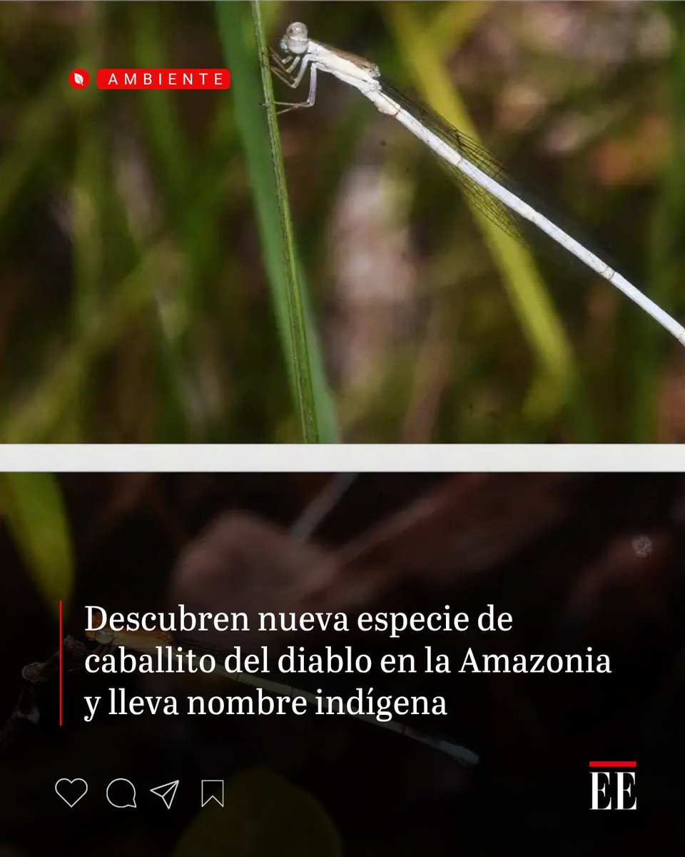 elespectador's tweet photo. Científicas describieron una nueva especie de caballito del diablo en Guainía, al norte de la región amazónica. Lleva el nombre del pueblo indígena Puinave, de la comunidad El Remanso, como un homenaje a su participación en la investigación.

👉https://t.co/4LXzPqk1ga https://t.co/y0EVxx2cTW
