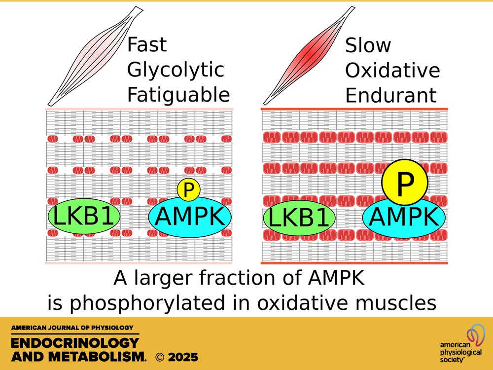 AJPEndoMetab's tweet photo. Today's article comes from a talented team at @TallinnTech from Estonia! Higher AMPK activation in mouse oxidative compared with #glycolytic #muscle does not correlate with LKB1 or CaMKKβ expression (Romani Bernasconi et al.):

https://t.co/3WF5rM4pyo https://t.co/2UWner36VZ