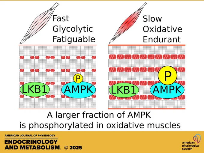 Image from AJP-Endocrinology and Metabolism (@AJPEndoMetab)