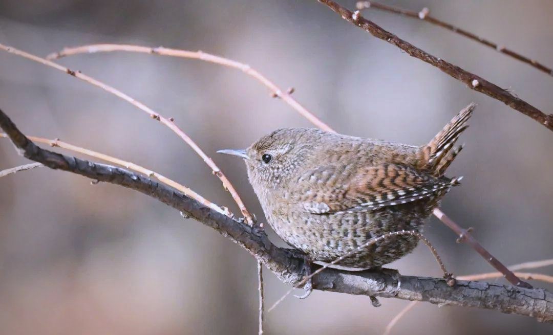 WulandiraD's tweet photo. [I saw a cute little wren hopping in the yard today, and it’s been lingering around to grab some snacks from my bird feeder!] https://t.co/bw0fLlfn0L