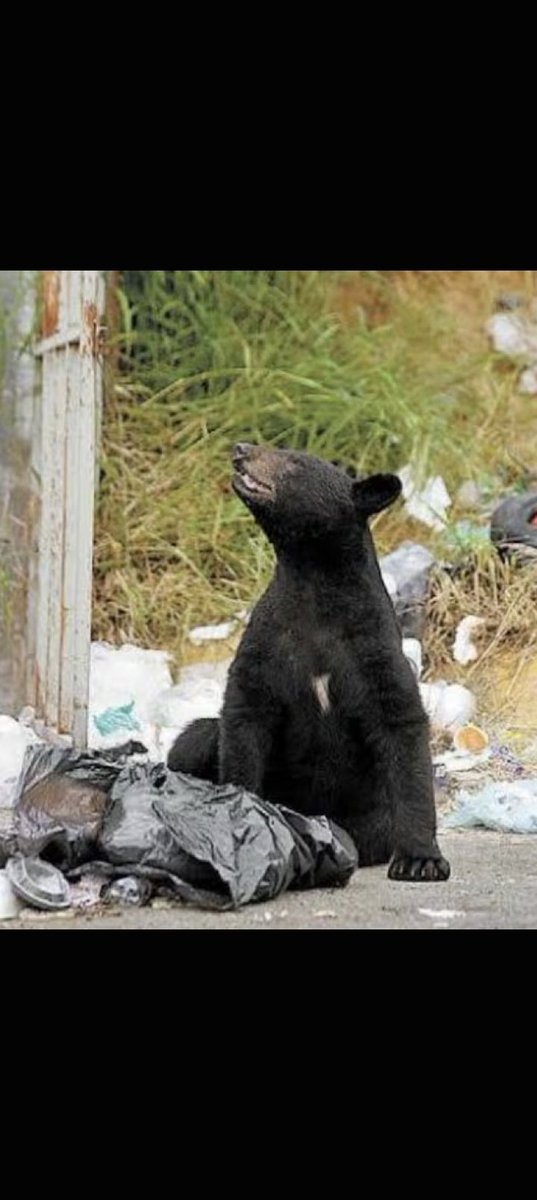 GMtzBerlanga's tweet photo. Hablemos de 🐻 OSOS ( no los de  VILLGRAN) 🥳
LOS 🐻 D @NUEVOLEON, PADECEN DE ENDOGAMIA, DEBILIDAD GENÉTICA, EN PELIGRO DE EXTINCIÓN. 🆘
NINGUA AUTORIDAD PARECE ENTENDERLO⚠️ AHORA LOS VECINOS LOS AGREDEN CON CLAVOS🆘 @Semarnat @telediariomty @MtyFollow @MARIOGAMEZTV 🐻 @elnorte https://t.co/bWsNsoMsuu