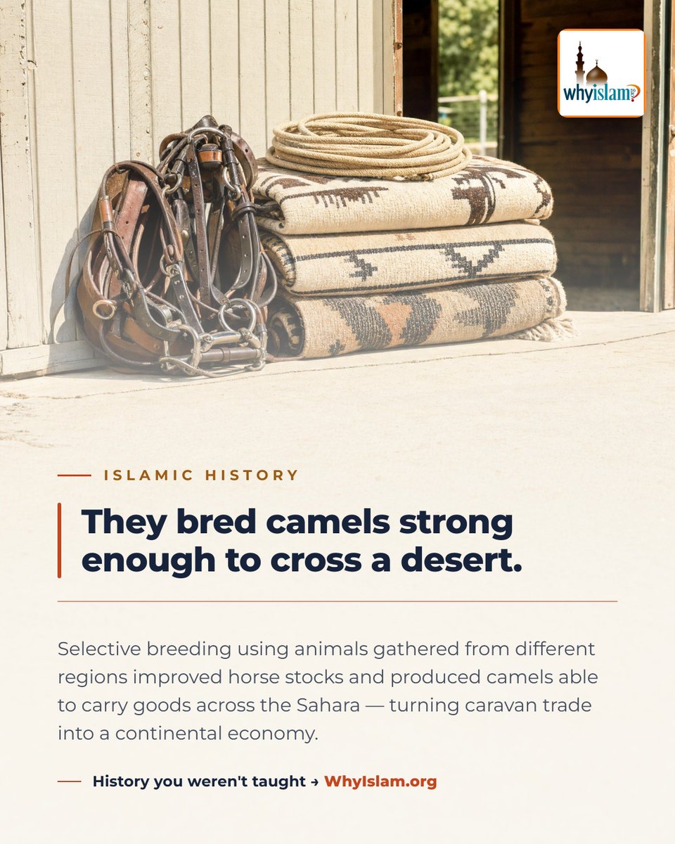whyislam's tweet photo. They bred camels strong enough to cross a desert.

History you weren't taught → https://t.co/YIwasS8gq0 https://t.co/ZaUzfv5lgJ