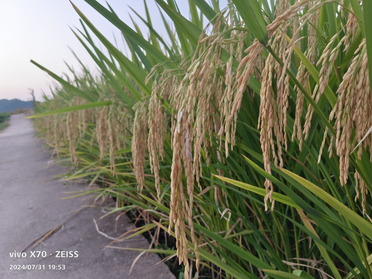 kathr_axo287's tweet photo. [Guys dare talk about tricky rice issues openly!] https://t.co/nCvgGoKGT9