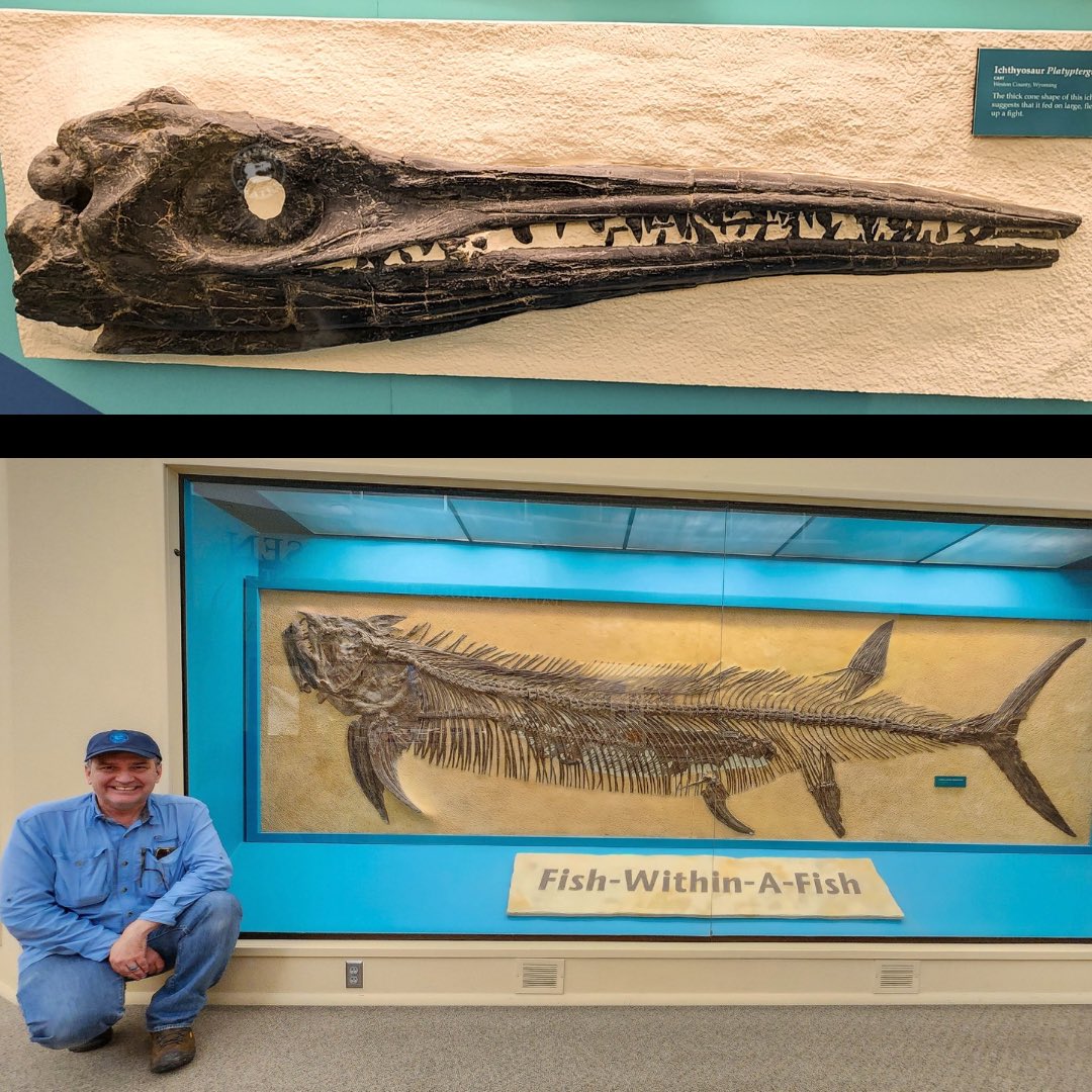 Fossilcrates's tweet photo. We thoroughly enjoyed our visit to the Sternberg Museum in 2023 (scroll way back to see vids).
FHSU looks to be closing it, victim of state budget cuts. I hope tis saved!
#Plesioplatecarpus
#Pteranodon
#Tylosaurus
#Platypterygius
#Xiphactinus
#Gillicus
#Protostega
#FossilCrates https://t.co/l13DNDFbCD
