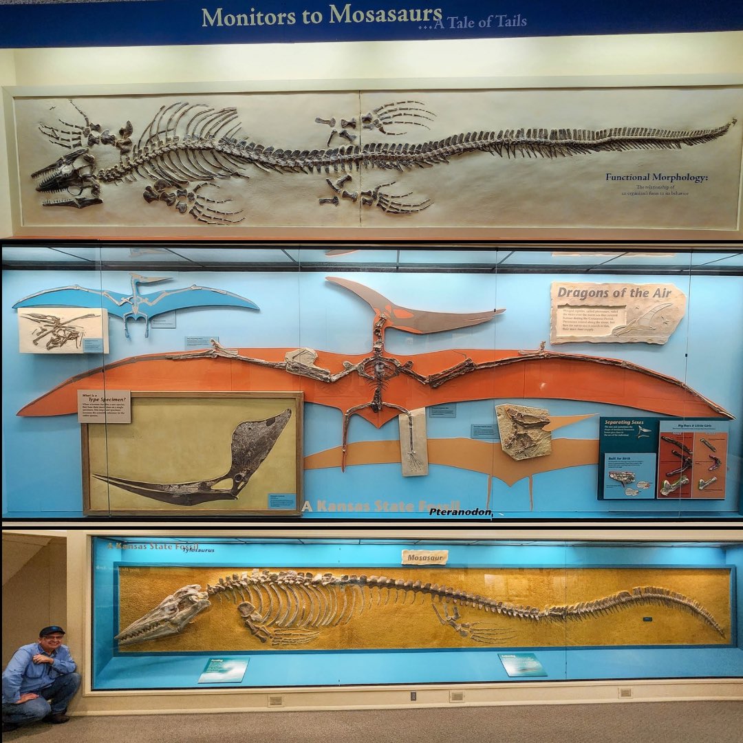 Fossilcrates's tweet photo. We thoroughly enjoyed our visit to the Sternberg Museum in 2023 (scroll way back to see vids).
FHSU looks to be closing it, victim of state budget cuts. I hope tis saved!
#Plesioplatecarpus
#Pteranodon
#Tylosaurus
#Platypterygius
#Xiphactinus
#Gillicus
#Protostega
#FossilCrates https://t.co/l13DNDFbCD