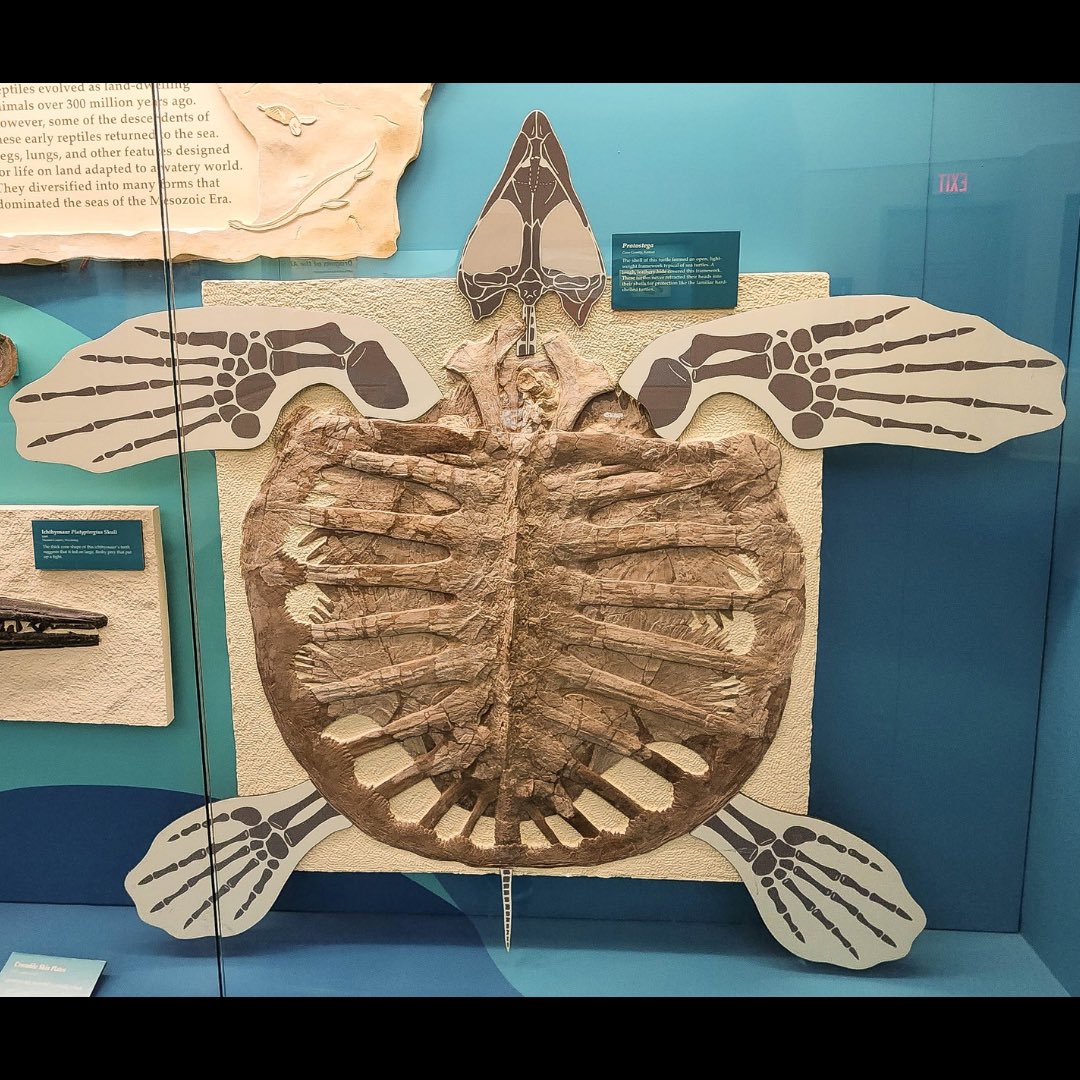 Fossilcrates's tweet photo. We thoroughly enjoyed our visit to the Sternberg Museum in 2023 (scroll way back to see vids).
FHSU looks to be closing it, victim of state budget cuts. I hope tis saved!
#Plesioplatecarpus
#Pteranodon
#Tylosaurus
#Platypterygius
#Xiphactinus
#Gillicus
#Protostega
#FossilCrates https://t.co/l13DNDFbCD