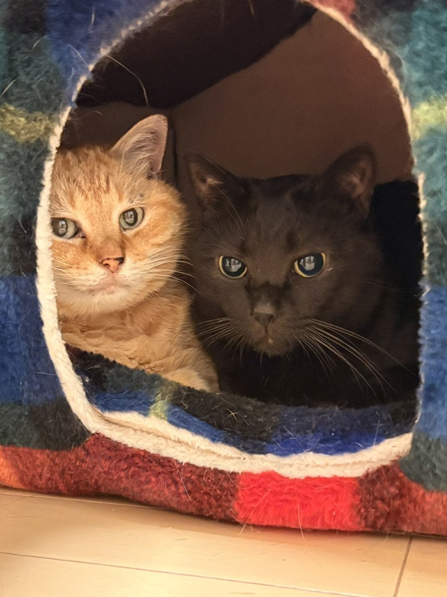 mintoncat's tweet photo. https://t.co/p1DYj6DDzV