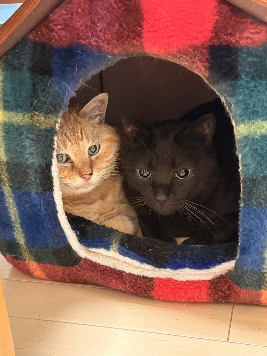 mintoncat's tweet photo. https://t.co/p1DYj6DDzV