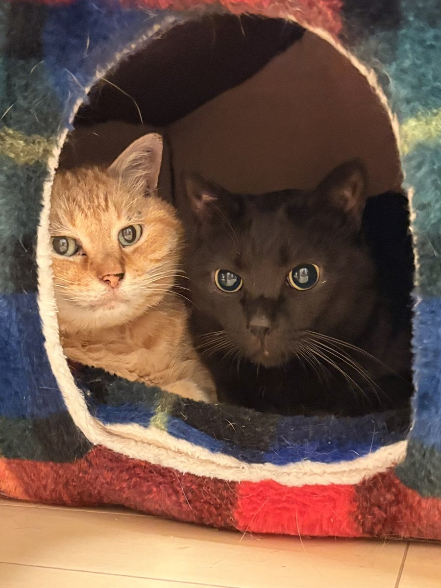 mintoncat's tweet photo. https://t.co/p1DYj6DDzV