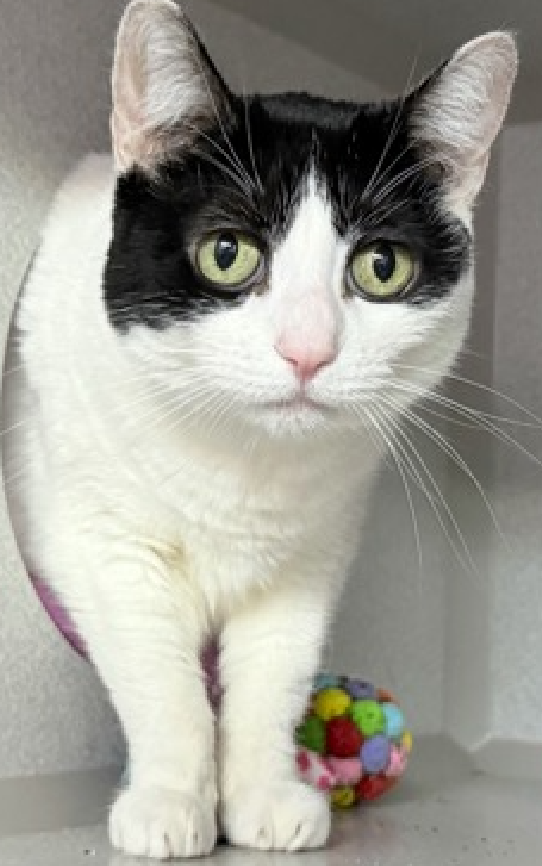 JLthekid9999's tweet photo. 🆘🆘 LUCEE (ID 103725), 11 YO, FEMALE – IN MANHATTAN ACC - came into the shelter as a owner surrender on 7/24/2026, with the surrender reason stated as animal behavior - not good with kids.  🆘🆘 😿 😿 😿 😿

➡️TBD 10/1/26

➡️ SENIOR ALERT

➡️ TOO LOW ON PLEDGES TO STIMULATE RESCUE INTEREST

➡️ 🆘🆘 2ND Chance on Emergency Placement List – VERY URGENT – 🆘🆘 😱🔥🔥😱

➡️ 68 DAYS IN SHELTER – TOO LONG – TIME IS RUNNING OUT

➡️ LUCEE IS ON THE EPL FOR BEHAVIORAL REASONS - She is not thriving in the care center and continues to display challenging behavior during interactions. She is extremely intelligent and high energy, and needs to expend energy constructively with interactive play sessions 3-4X/day. In addition to playtime, this cat would also benefit from mental exercise from activities such as puzzle toys/games, lick mats, or clicker training. Without providing activity for her mind and body, the cat may react with rough play, potentially resulting in bite/scratch incidents. This designation often means that the cat will be given very little time for rescue/foster/adoption.🔥🔥🔥🔥

What my friends at ACC say about me: I would do best in a home with only adult humans. I will need daily physical activity to keep me healthy and happy! Lucee tolerates attention and petting but appears fearful or stressed in the shelter. She may be a little more independent and may need time to warm up to her new home.  ❤️ 😻❤️ 😻❤️ 😻

NEEDS OUT OF SHELTER ASAP –

Please RT or pledge, if you can, to save this little one.

@AdamsPaulGrimke
@mehser12

💔😿🙏Thank you