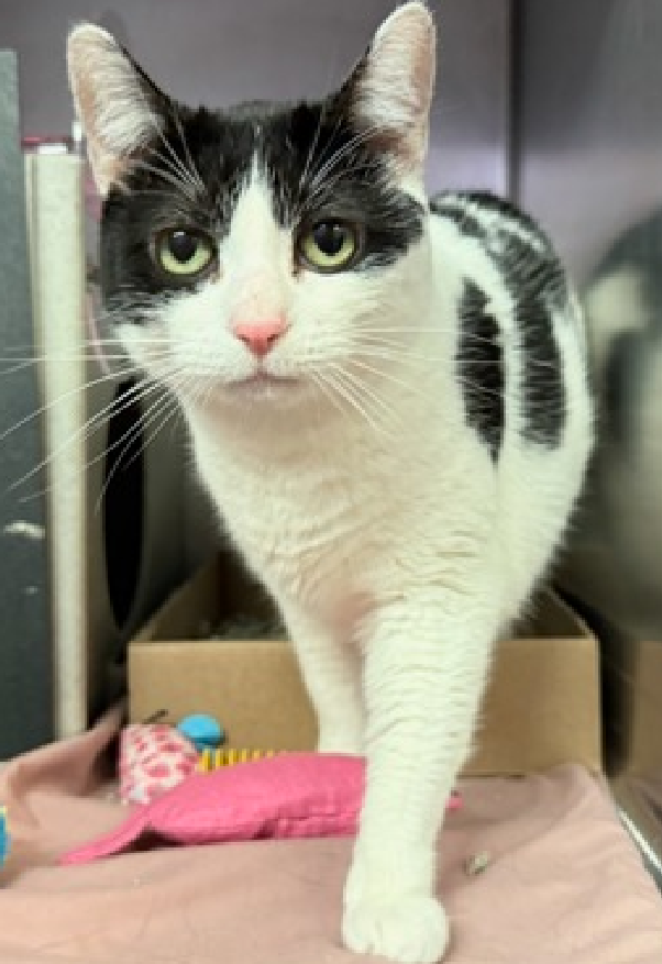 JLthekid9999's tweet photo. 🆘🆘 LUCEE (ID 103725), 11 YO, FEMALE – IN MANHATTAN ACC - came into the shelter as a owner surrender on 7/24/2026, with the surrender reason stated as animal behavior - not good with kids.  🆘🆘 😿 😿 😿 😿

➡️TBD 10/1/26

➡️ SENIOR ALERT

➡️ TOO LOW ON PLEDGES TO STIMULATE RESCUE INTEREST

➡️ 🆘🆘 2ND Chance on Emergency Placement List – VERY URGENT – 🆘🆘 😱🔥🔥😱

➡️ 68 DAYS IN SHELTER – TOO LONG – TIME IS RUNNING OUT

➡️ LUCEE IS ON THE EPL FOR BEHAVIORAL REASONS - She is not thriving in the care center and continues to display challenging behavior during interactions. She is extremely intelligent and high energy, and needs to expend energy constructively with interactive play sessions 3-4X/day. In addition to playtime, this cat would also benefit from mental exercise from activities such as puzzle toys/games, lick mats, or clicker training. Without providing activity for her mind and body, the cat may react with rough play, potentially resulting in bite/scratch incidents. This designation often means that the cat will be given very little time for rescue/foster/adoption.🔥🔥🔥🔥

What my friends at ACC say about me: I would do best in a home with only adult humans. I will need daily physical activity to keep me healthy and happy! Lucee tolerates attention and petting but appears fearful or stressed in the shelter. She may be a little more independent and may need time to warm up to her new home.  ❤️ 😻❤️ 😻❤️ 😻

NEEDS OUT OF SHELTER ASAP –

Please RT or pledge, if you can, to save this little one.

@AdamsPaulGrimke
@mehser12

💔😿🙏Thank you