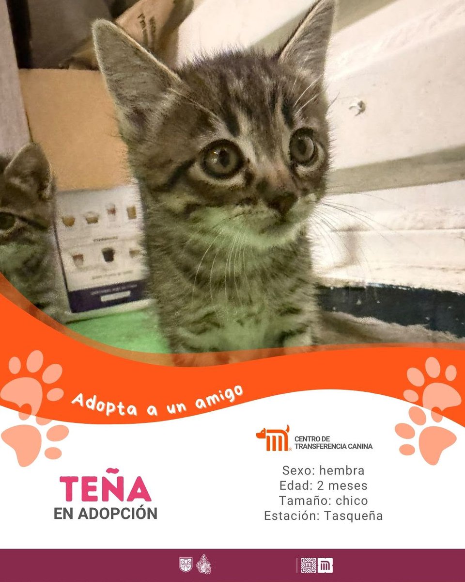 MetroCDMX's tweet photo. "Teña" está en busca de una familia, si deseas darle la oportunidad de ser adoptada comunícate con el @ctcdelmetro, vía e-mail a: ctc@metro.cdmx.gob.mx  
Consulta requisitos de adopción en 👉🏼https://t.co/xNrimzOvbN 🐾  #AdoptaNoCompres 🐶🏡 https://t.co/Ov9fCAqGI2