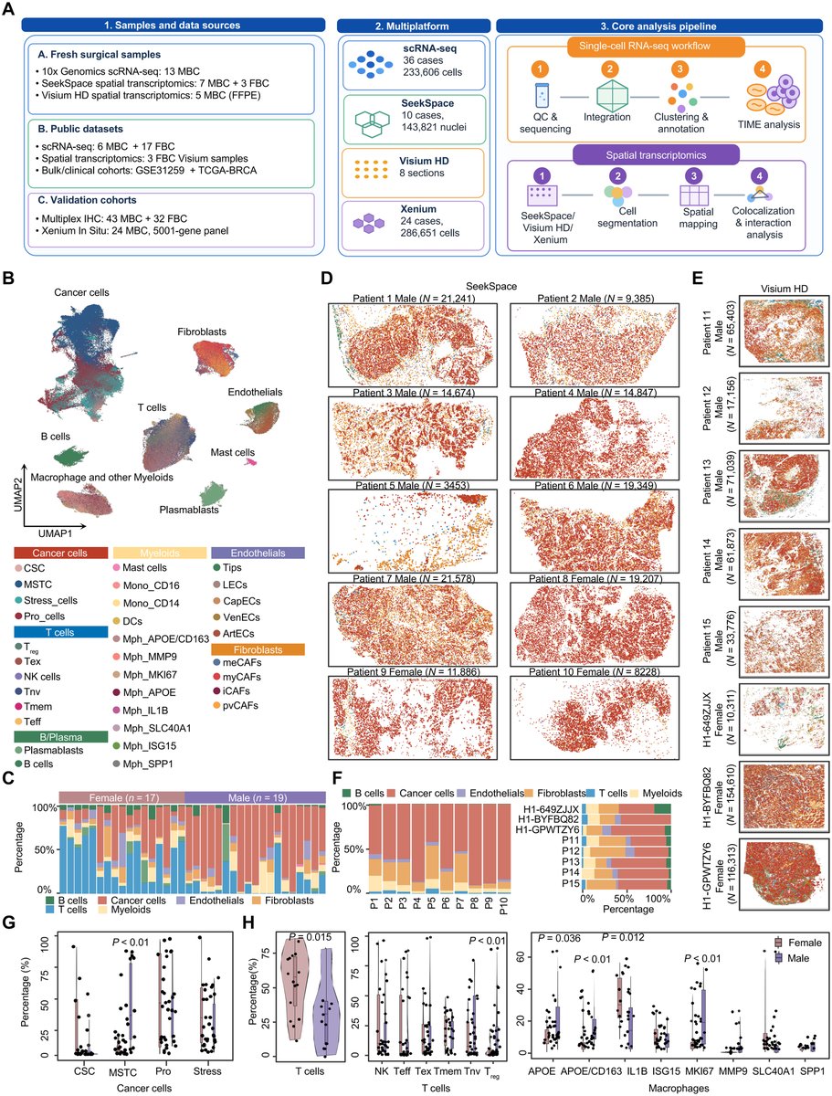 ScienceAdvances's tweet photo. By identifying a sex-specific tumor cell subtype, researchers establish a roadmap for the development of sex-specific biomarkers and precision therapeutic strategies for male breast cancer patients. https://t.co/zZHalTPWYK https://t.co/mFb4ieh566