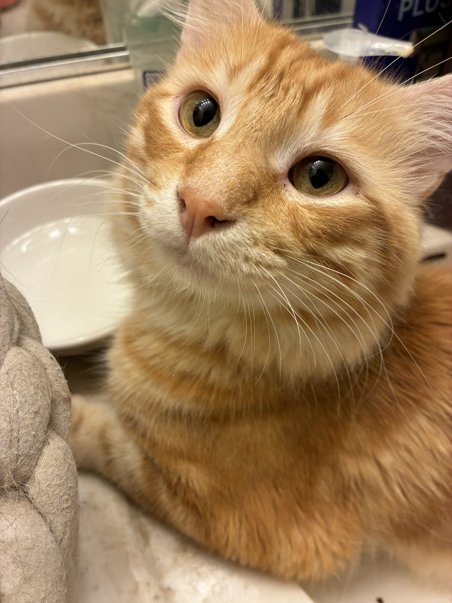 irlcardan's tweet photo. everyone stop scrolling and look at my pretty boy https://t.co/UAHrO5il75