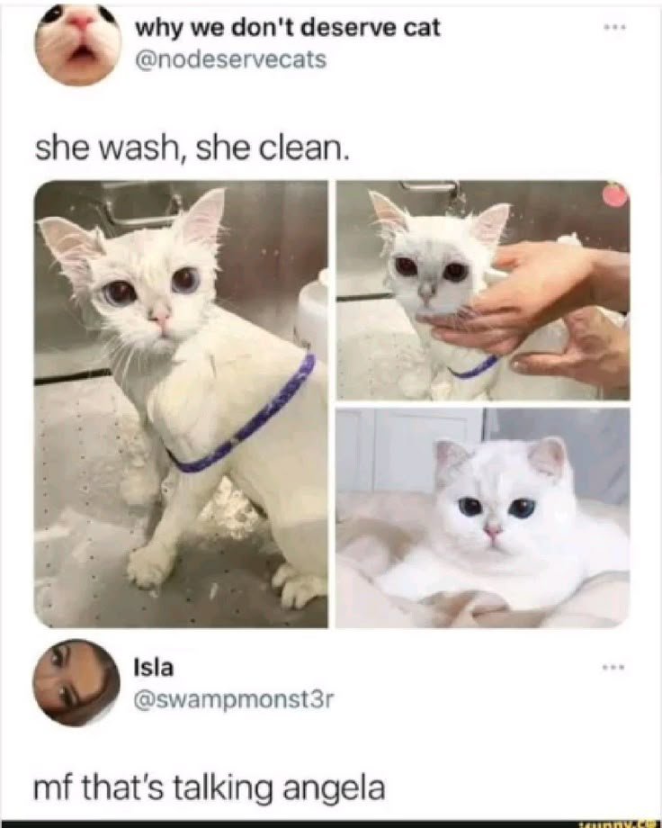 0CatX's tweet photo. https://t.co/633zbeAeiq