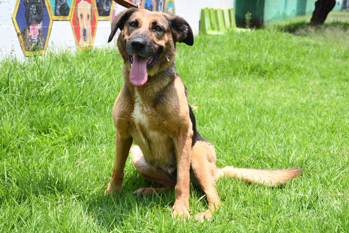 MetroCDMX's tweet photo. Sigue la cuenta oficial del #CTCDelMetro,@ctcdelmetro, para mantenerte informado de los perritos rescatados en zona de vías o riesgo, los requisitos de adopción y los datos para realizar donaciones; nuestros peludos te lo agradecerán mucho. #AdoptaNoCompres #AUnMetroDeSuHogar 🐶🏡🐾