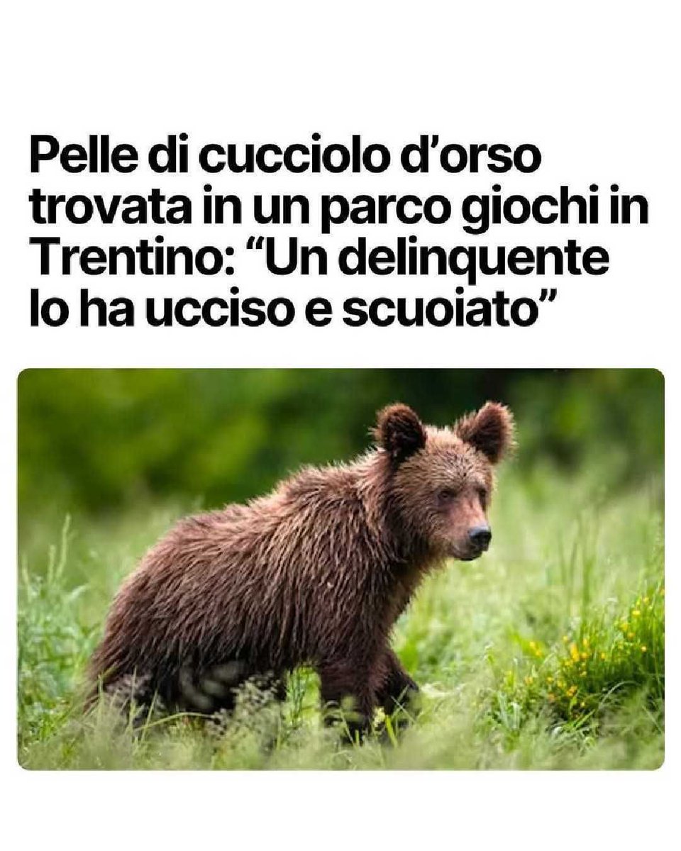sandrinorusso74's tweet photo. Che schifo. Non ci sono parole per descrivere la crudeltà di chi commette atti del genere. La violenza sugli animali è intollerabile, spero vengano puniti severamente.💔😠 https://t.co/7GRIlddGJs