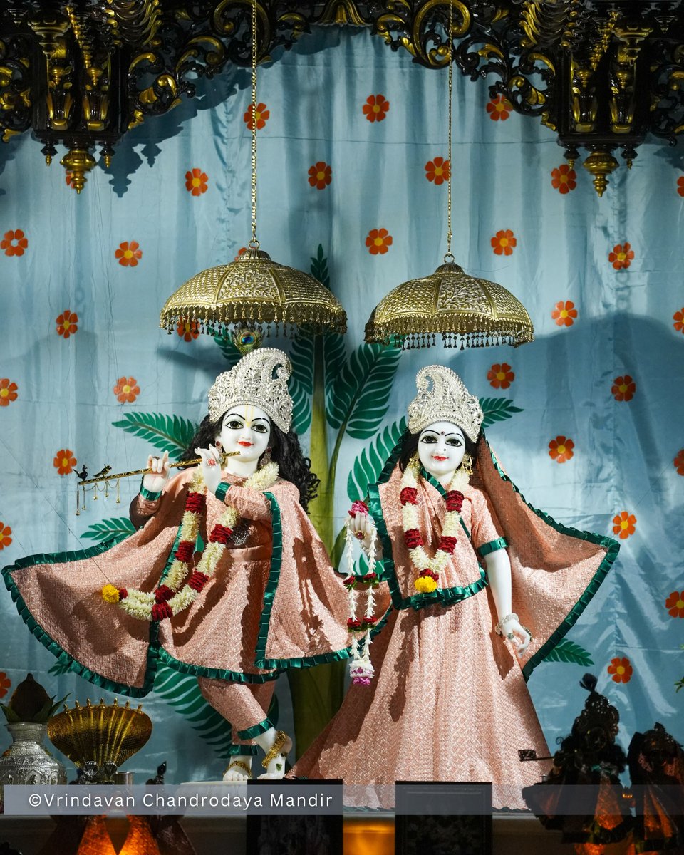 VCMVrindavan's tweet photo. Tonight's Shayana Darshan of Sri Radha Vrindavanchandra - 29 Sep 2026 

#vrindavan #vrindavanchandrodayamandira #Krishna #Radha https://t.co/PYYnF4ORhJ