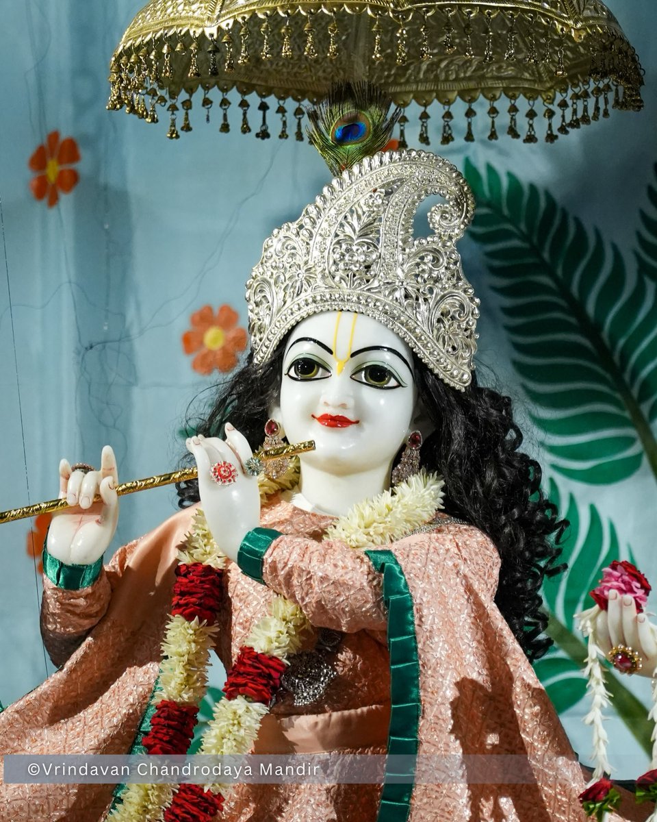 VCMVrindavan's tweet photo. Tonight's Shayana Darshan of Sri Radha Vrindavanchandra - 29 Sep 2026 

#vrindavan #vrindavanchandrodayamandira #Krishna #Radha https://t.co/PYYnF4ORhJ