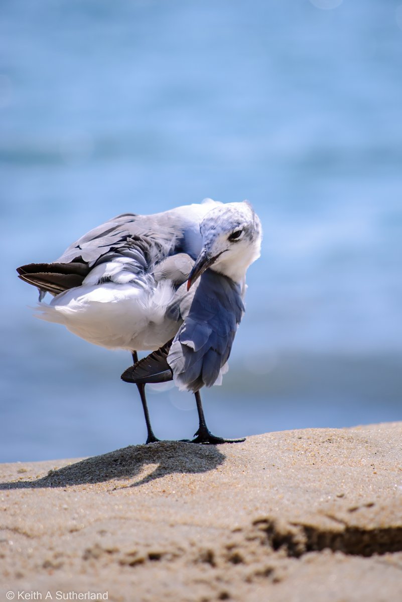 KASutherlandart's tweet photo. Sept 2026 Ocean City MD
One of the last pictures of gulls I got in Ocean City MD b4 the nor'easter hit and all but washed this beach away
If you like my work please consider following  rep&amp;osting so that others may see it.  If you are on IG, follow me link in bio #birds #birbs https://t.co/vPTVeVVUrs