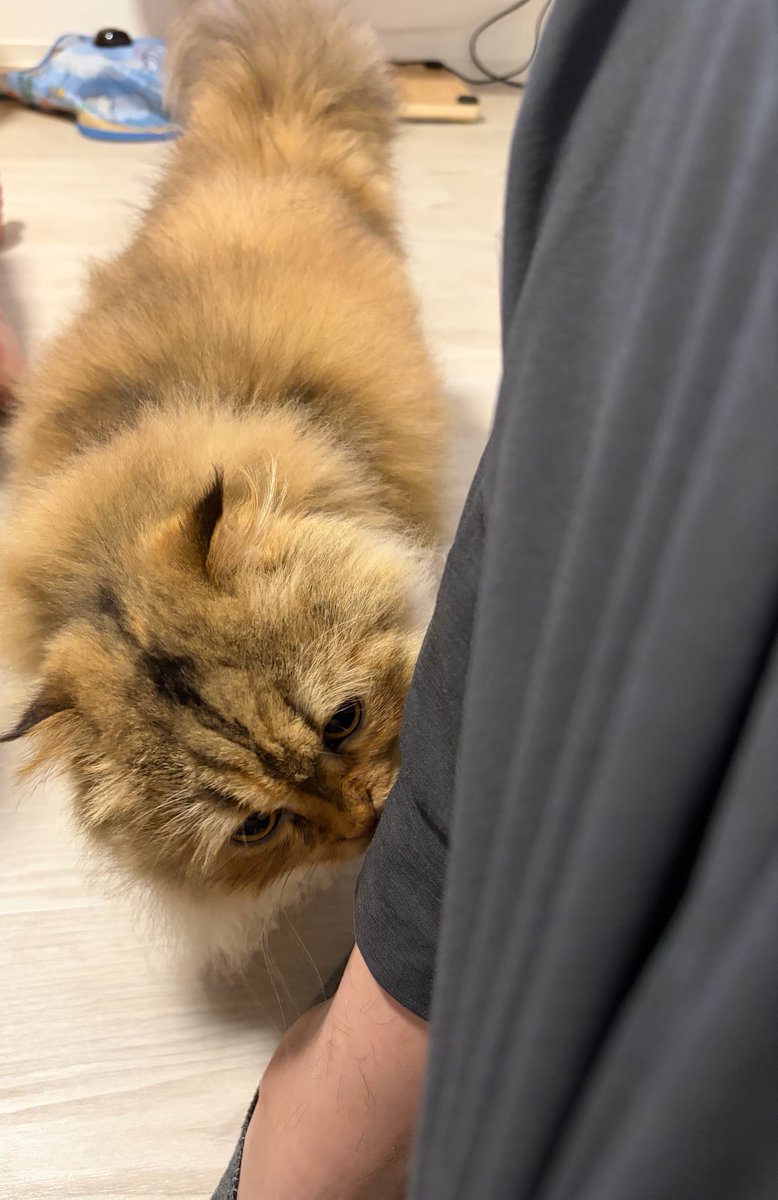 emo_take's tweet photo. 友達んちの猫に偵察されてる https://t.co/35yOBF42b5
