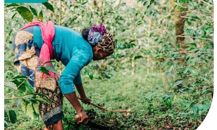 TechnoServe's tweet photo. This National Coffee Day, we’re celebrating the farmers who grow it, the work behind every harvest, and the opportunities that can help coffee communities prosper. ☕ https://t.co/Sge0AFvnlg