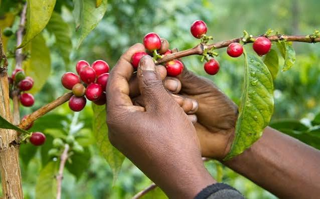 TechnoServe's tweet photo. This National Coffee Day, we’re celebrating the farmers who grow it, the work behind every harvest, and the opportunities that can help coffee communities prosper. ☕ https://t.co/Sge0AFvnlg