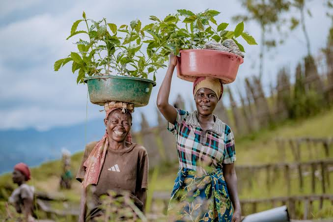 TechnoServe's tweet photo. This National Coffee Day, we’re celebrating the farmers who grow it, the work behind every harvest, and the opportunities that can help coffee communities prosper. ☕ https://t.co/Sge0AFvnlg