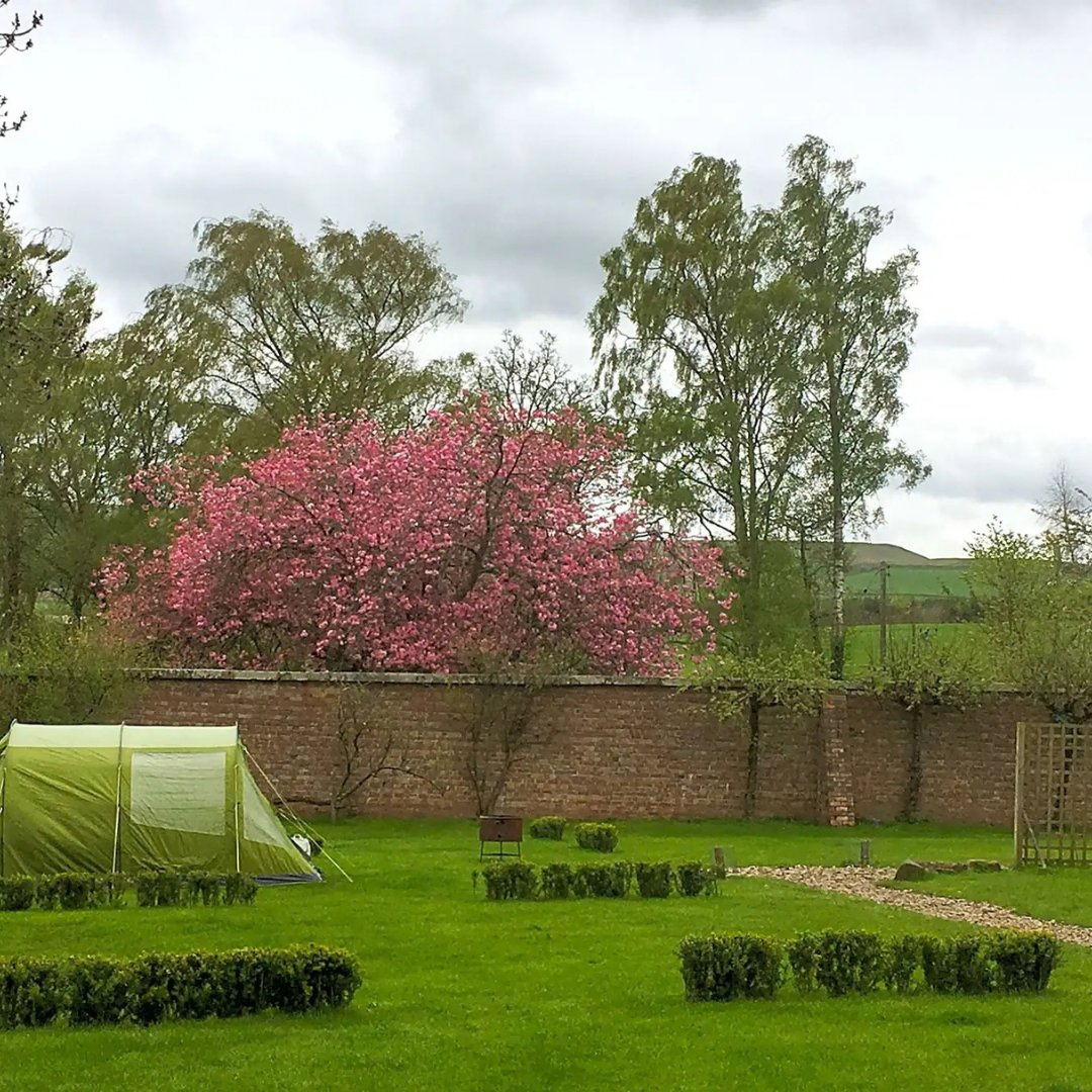 pitchup's tweet photo. A campsite inside an Edwardian walled garden sounds like somewhere worth investigating.
Ruberslaw Wild Woods Camping has flower gardens, an old orchard and wild woodland, with roe deer, foxes, badgers and hares among the trees. 🌿
https://t.co/5x0IF5H3wi
#ScottishBorders https://t.co/4AuoXxopQ1