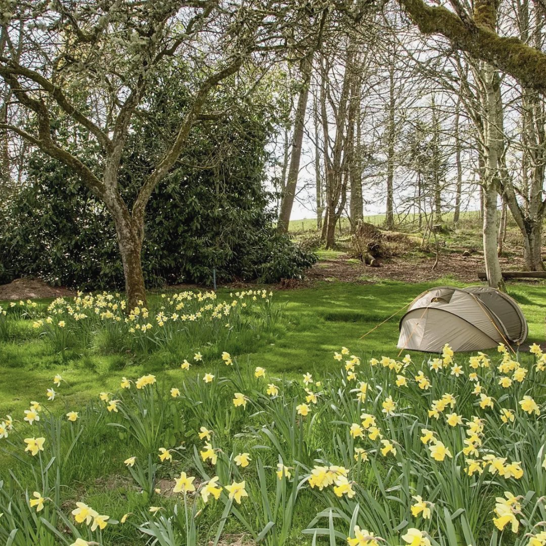 pitchup's tweet photo. A campsite inside an Edwardian walled garden sounds like somewhere worth investigating.
Ruberslaw Wild Woods Camping has flower gardens, an old orchard and wild woodland, with roe deer, foxes, badgers and hares among the trees. 🌿
https://t.co/5x0IF5H3wi
#ScottishBorders https://t.co/4AuoXxopQ1