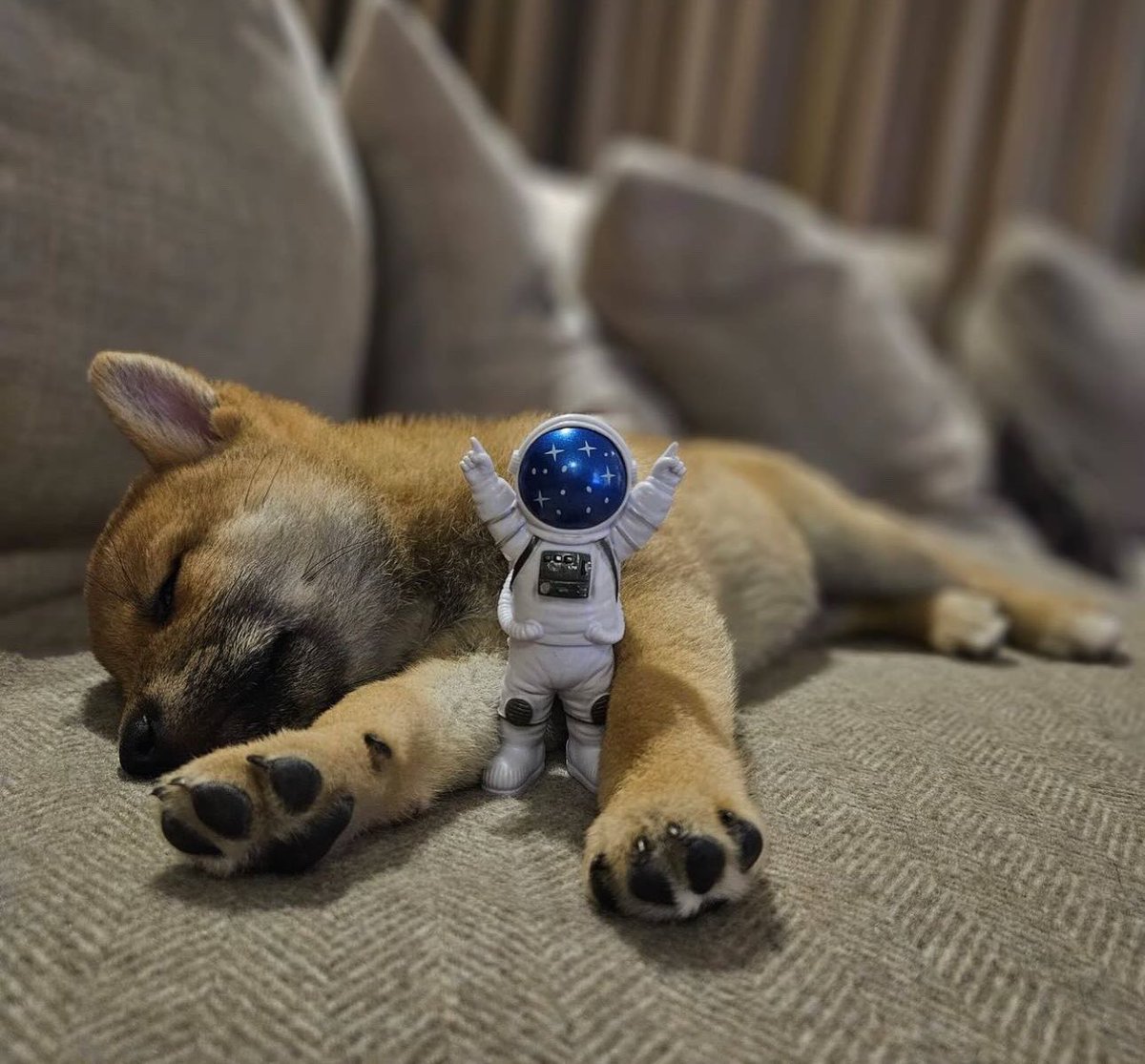 4realspace's tweet photo. Space holders sleeps just as good on our bags as our $SPACE on the couch . 🌙💤 https://t.co/QNIfusVBat