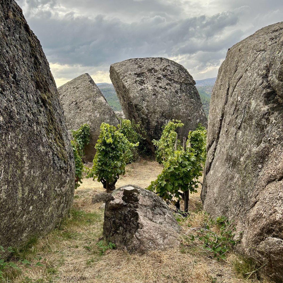 BlindTasters's tweet photo. Drove 2.5hrs from Madrid to Ávila, mostly through burnt scrubland. Now in Comando G's famous Rumbo al Norte vineyard, which looks more like a sculpture park! https://t.co/2n17xFZKMR