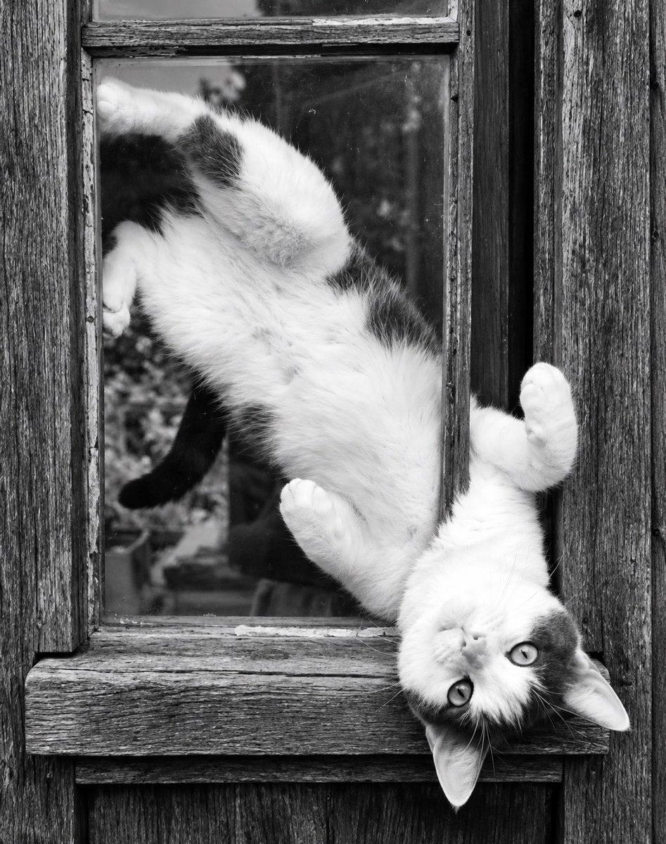JamesMartirq7p's tweet photo. “Always the cat remains a little beyond the limits we try to set for him in our blind folly.” ~Andre Norton 🐈 https://t.co/WzTKNAetQC