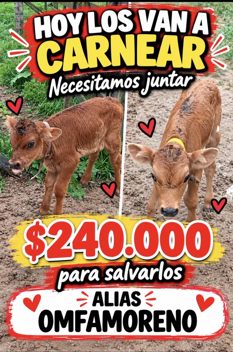 OMFA_Refugio's tweet photo. 🚨🐮 DOS VIDAS ESTÁN A PUNTO DE SER SACRIFICADAS Y PODEMOS SALVARLAS! 💔😭

Tenemos la posibilidad de rescatar a dos terneritos que están destinados al sacrificio.. Podemos sacarlos de ese lugar y darles una oportunidad de vivir, pero NECESITAMOS AYUDA URGENTE! https://t.co/93q9LpkOda