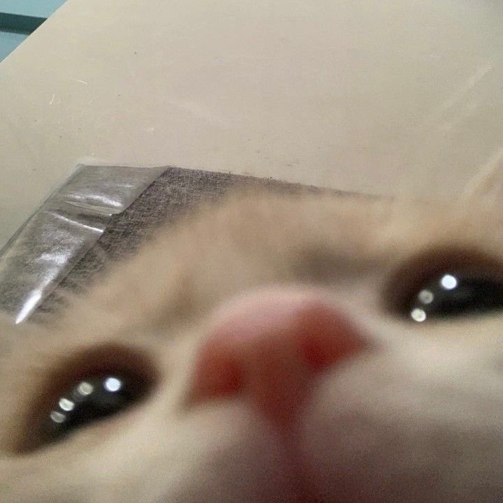saeirsbunny's tweet photo. i miss the manticore rawr

4am stream… haha..ha… https://t.co/LSu266FVr9