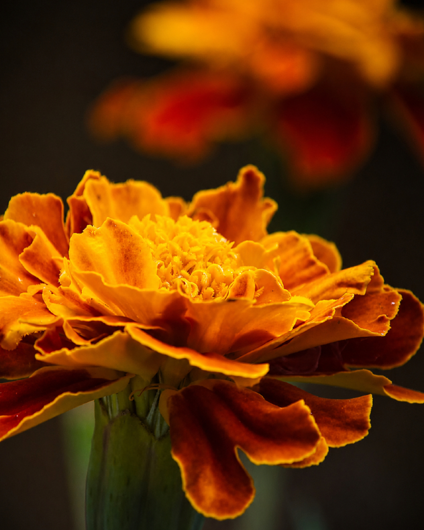 ReeflexCamera's tweet photo. Color takes over.

Captured with the Super Telephoto 240mm + Macro Add-On 300mm, this frame brings the layered petals, warm tones, and soft background separation into focus.

📸 Photo by Greg McMillan

#Reeflex #ReeflexPiazza #ShotWithReeflex #ExploreCreateInspire #iPhonePhotography