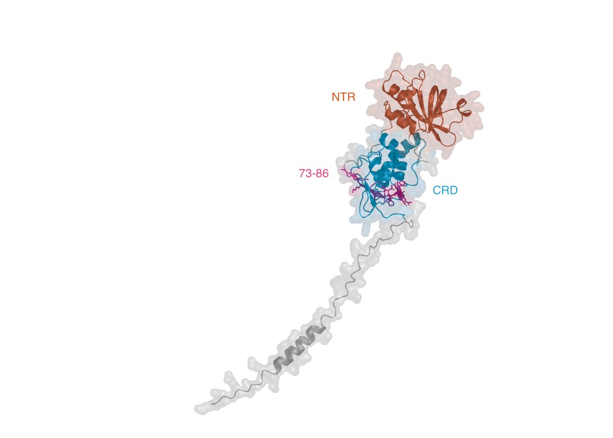 labordabio's tweet photo. Day 6 of designing a therapeutic protein for hair loss.

Ok cool. We need a surface that is:
> Accessible
> Structurally stable
> Continuous and large enough
> Hydrophobic but not too much
> And most importantly, biologically relevant.

Theory is nice but biology is much messier: https://t.co/Nb5NmIRBEv