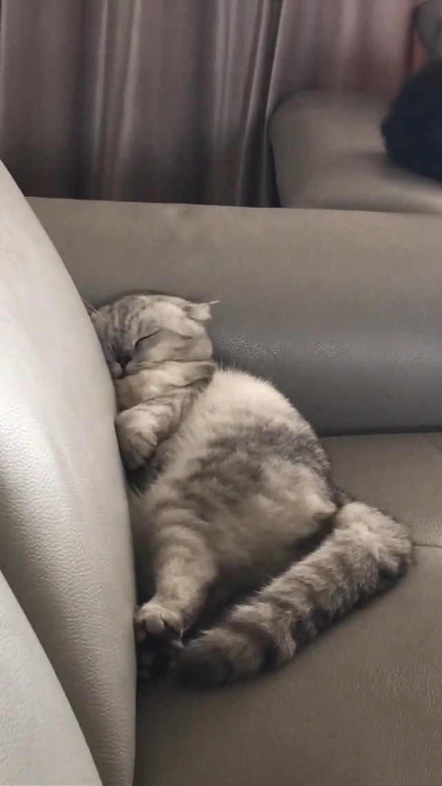 JaymieCroyujh's tweet photo. Mi gatito pasa de gatito curioso a compaero inseparable: cada araazo, cada ronroneo es un paso de su crecimiento  #CrecimientoMascota https://t.co/6D9QjTHs9Q