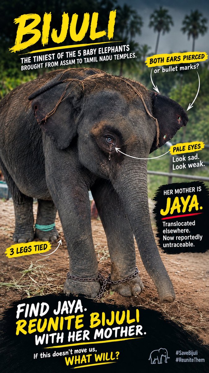 PFCII's tweet photo. LOOK AT LITTLE BIJULI.
The tiniest of the five baby elephants brought from Assam to Tamil Nadu temples.
All three legs tied. Holes through both the ears.
Weak. Frail. Famished.
And somewhere out there is her mother, Jaya.
Jaya was reportedly translocated to another State and is now said to be untraceable.
What does little Bijuli understand about temples, religion or devotion?
She only knows that she has been taken away from her mother and brought thousands of kilometres away—into a life of chains.
Kanchi Mutt already has three elephants. They had earlier sent them to a sanctuary saying they could not care for them properly, only to later get them back through court.
If this video of Bijuli does not move those responsible to act, what will?
Where is our kindness?
Where is our compassion?
And what does religion mean if we cannot show mercy to a helpless baby?
@CMOTamilnadu @CTR_Nirmalkumar @RameshOffcl @BussyAnand
@imrajmohan
Please save Bijuli.
Please find Jaya.
Please reunite this baby with her mother.
Save Shiva, Hiralal, Rupsingh, Durga & Bijuli. Send them back to their Mothers. They are just Babies. They don’t deserve such capital punishment of enslavement.
#SaveBijuli #SaveTheFive #ReuniteThemWithTheirMothers #StopElephantTransfers #WhyTheChains