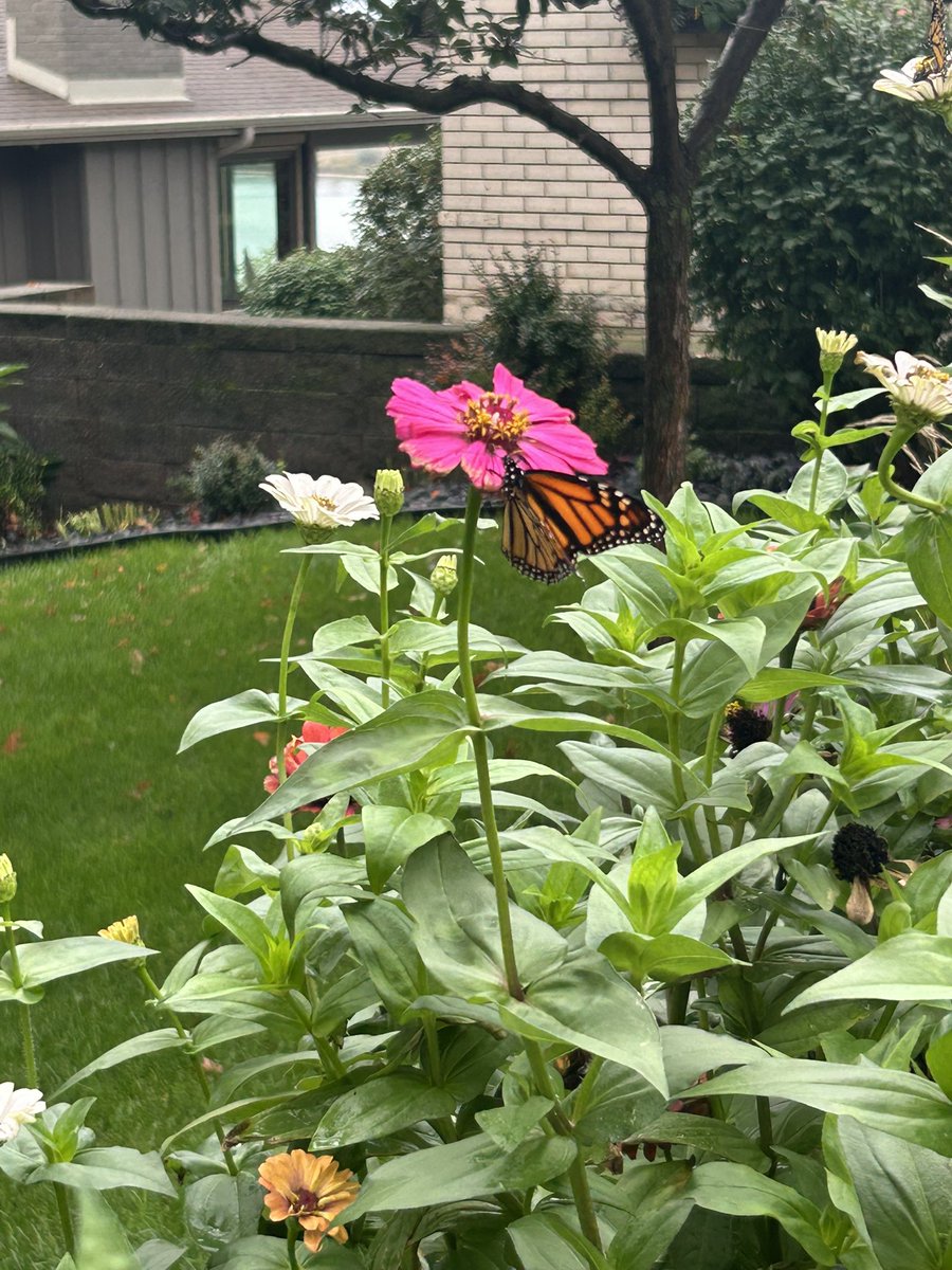605LMN's tweet photo. Out canvassing…morning of butterflies!  🦋 https://t.co/o4FTKc34Mj