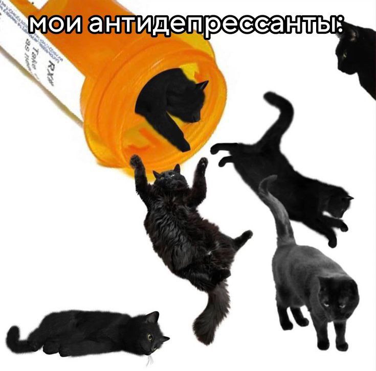 catsilcats's tweet photo. https://t.co/r0phrLHaXC