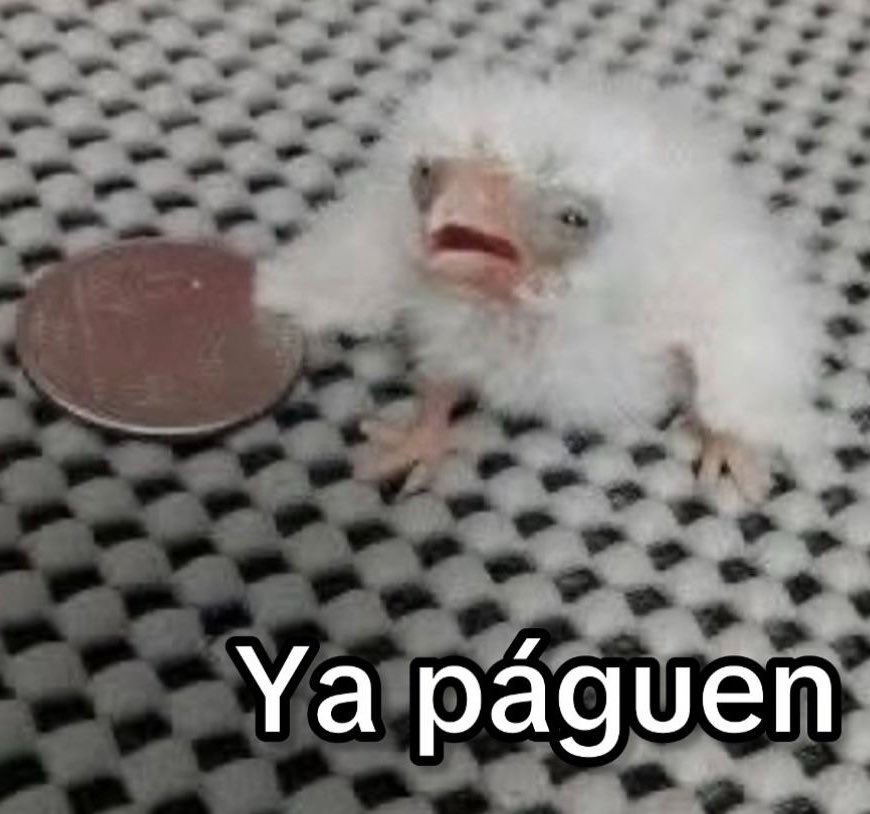 messiloverrrrr's tweet photo. Recaudando para almorzar https://t.co/eNX4vky2PQ