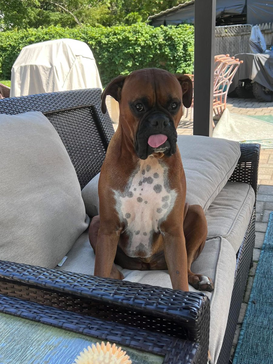 inntothenight's tweet photo. Happy TOT from Zeus!  

#boxerpuppy #boxerdogs #boxerlife 
#boxerlovers #boxersrock #boxersoftwitter #boxerdogsoftwitter #dogsoftwitter #dogsofx https://t.co/Ef9jzaDCvV