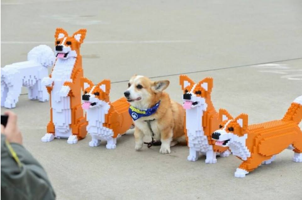 ECrowens's tweet photo. #caption #contest #captionthis #captions wanted #captionsplus #storyprompt #storyprompts #wrongplace #wrongplacewrongtime #wrongway #wrongturn #wrongdoor #wrongnumber
#wronganswer #wronganswers #wronganswersonly #lego #corgi #dog #dogs #doglovers #dogmemes #dogmeme #dogmemesdaily https://t.co/rzIcWQC6Y4