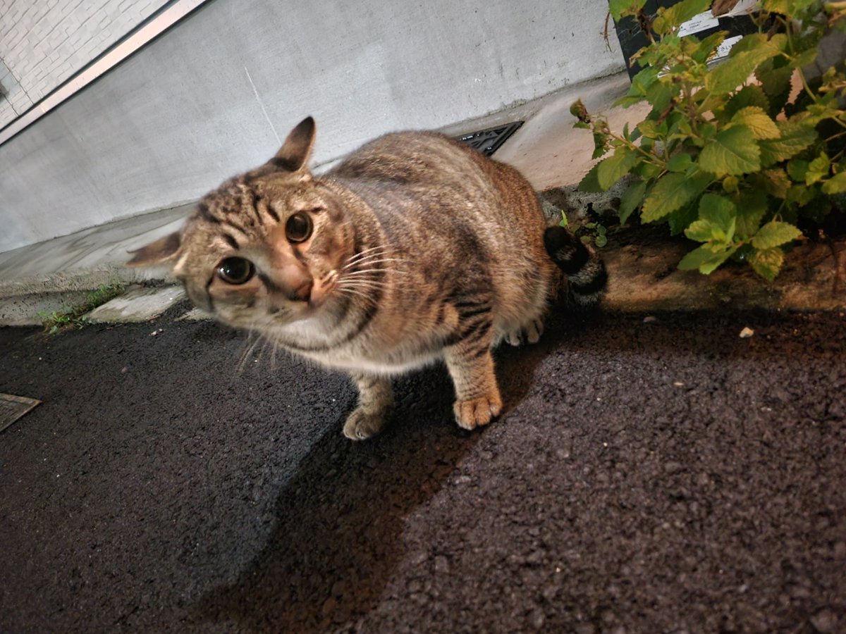 nyaon2014's tweet photo. 横で座ってご飯を待ってます😺
真ん丸なお顔とお目々がとても可愛くてお利口さんな猫ちゃんです

飼いたいなと思われる方が（私が進行性難病になり保護猫活動が出来ない為）おられましたらお声がけ下さい😭🙏

＃地域猫ご飯
＃猫カフェ猫音　https://t.co/J3PIeiwQp7 https://t.co/iUUem3zGJO