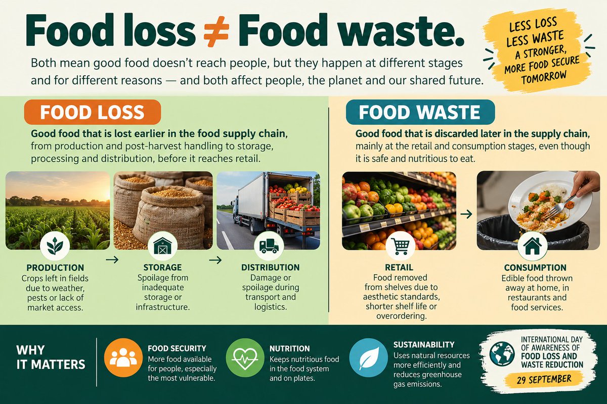 InamSci's tweet photo. Food loss ≠ food waste.

🌾 Food loss happens during production, storage, processing &amp; distribution.
🍽️ Food waste happens mainly at retail &amp; consumption.
Reducing both strengthens food security, nutrition &amp; sustainability.

#FoodLossAndWaste #FoodSecurity #FoodScience https://t.co/SeGi8t7AnQ