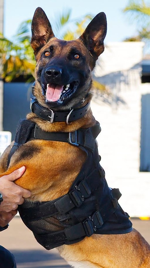 ODMP's tweet photo. #k9down #odmpk9 K9 Dundee, Lee County Sheriff's Office (Florida), EOW 09/28/2026 @ODMP Memorial: https://t.co/jxFIwqhBKs https://t.co/qKFByKE1U4