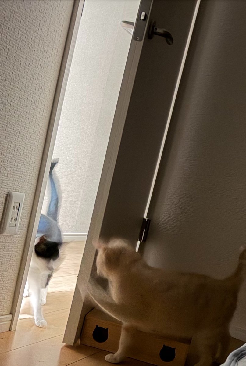 eohnishipaka917's tweet photo. 一緒に寝かせろ！って猫が寝室に侵入してきて、もう一匹も寝室に入ろうとしたら…先輩の猫パンチの瞬間 https://t.co/N1HH3hLTi6
