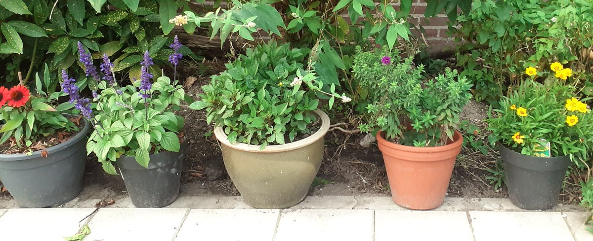 BoswachterRob's tweet photo. @ReedLesley57270 Sprékend, Lesley. Je bent prachtig.

Heb je mijn verzoek over het prachtige project  #FlowerPower gelezen?
Echt iets voor jou, als 'bloemenmeisje.' https://t.co/m4kqMYTQ34